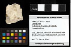 Foto (Objekt + Etiketten) von Coelopus sp. 